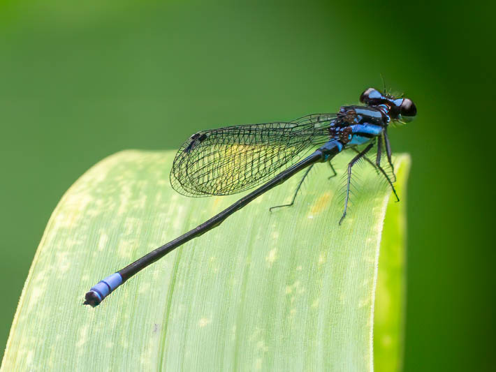 Argia johannella (Bristle-tipped Dancer) male.jpg